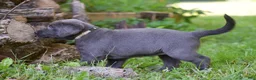 Labrador Retriever dogs for sale: Sky - Ad 4