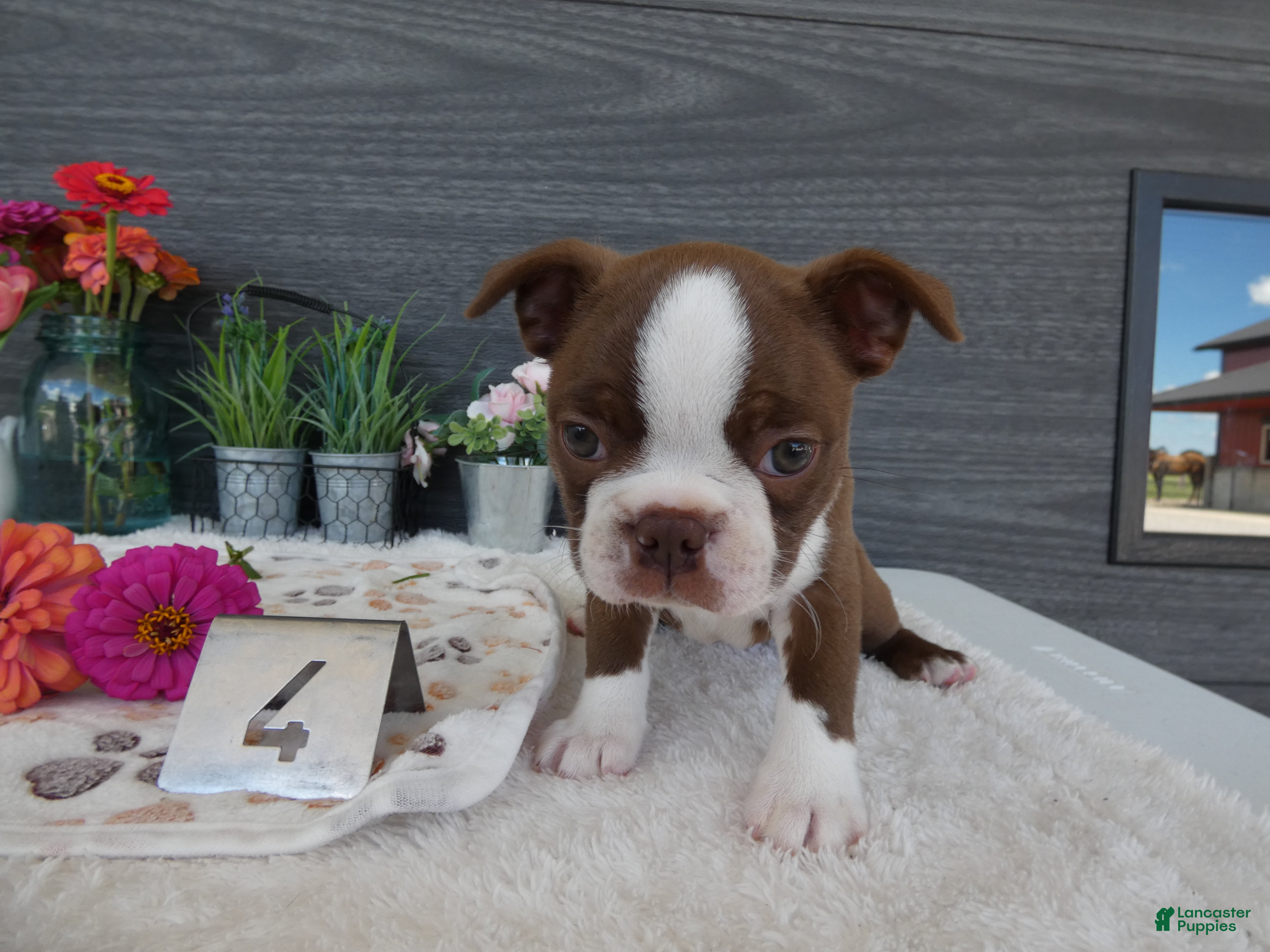 Boston Terrier dogs Boston Terrier 4 Gracy - Ad 25