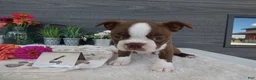 Boston Terrier dogs for sale: Boston Terrier 4 Gracy - Ad 1