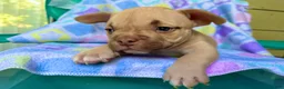 American Bully dogs for sale: American Bully 1 - Ad 8