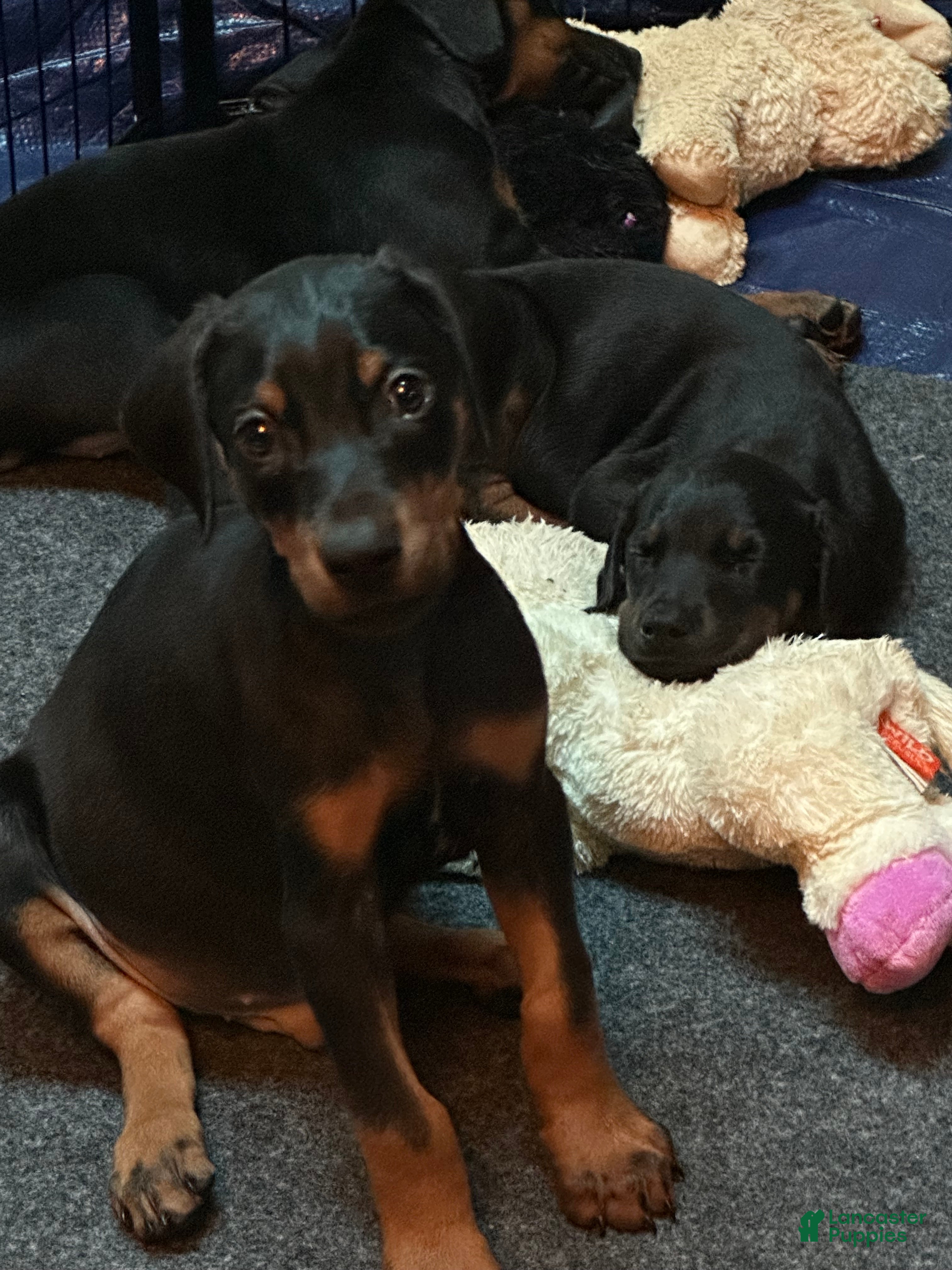 Doberman Pinscher dogs Doberman Pinscher 1 - Ad 41