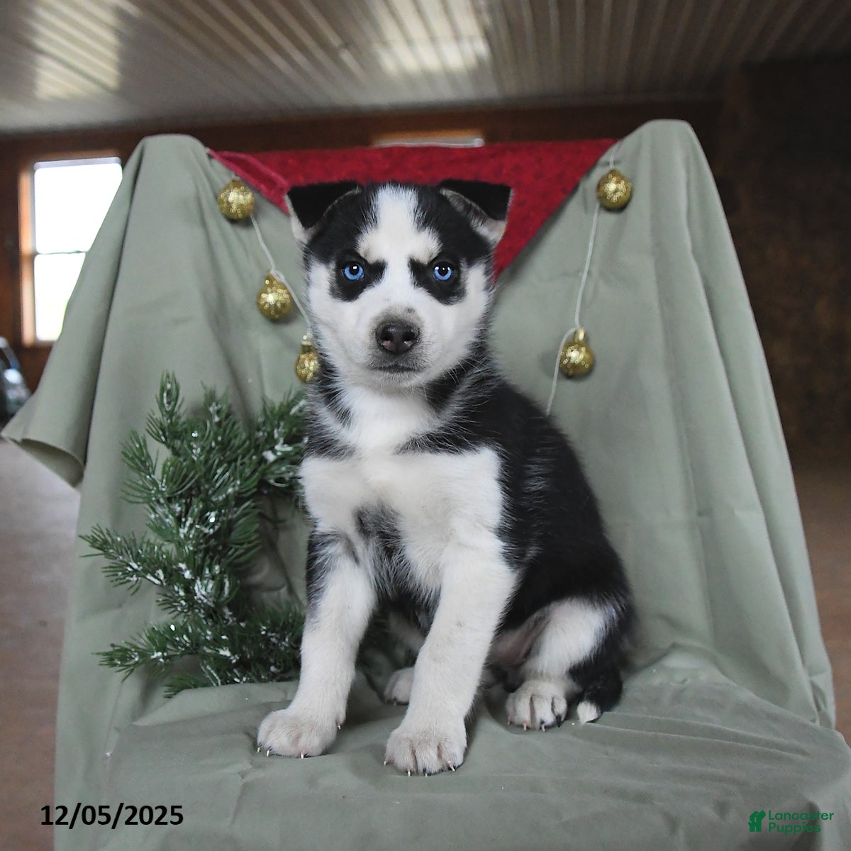 Siberian Husky dogs Cherry - Ad 2