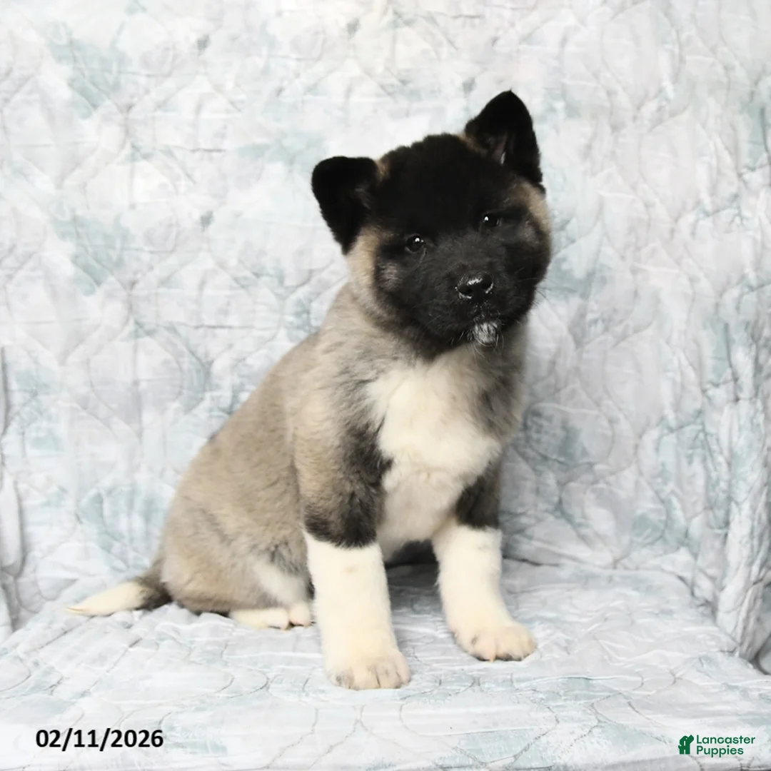 Akita dogs for sale: Peanuts - Ad 3
