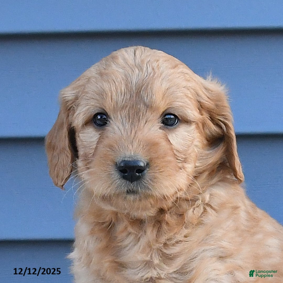 Goldendoodle dogs for sale: Baxter - Ad 3