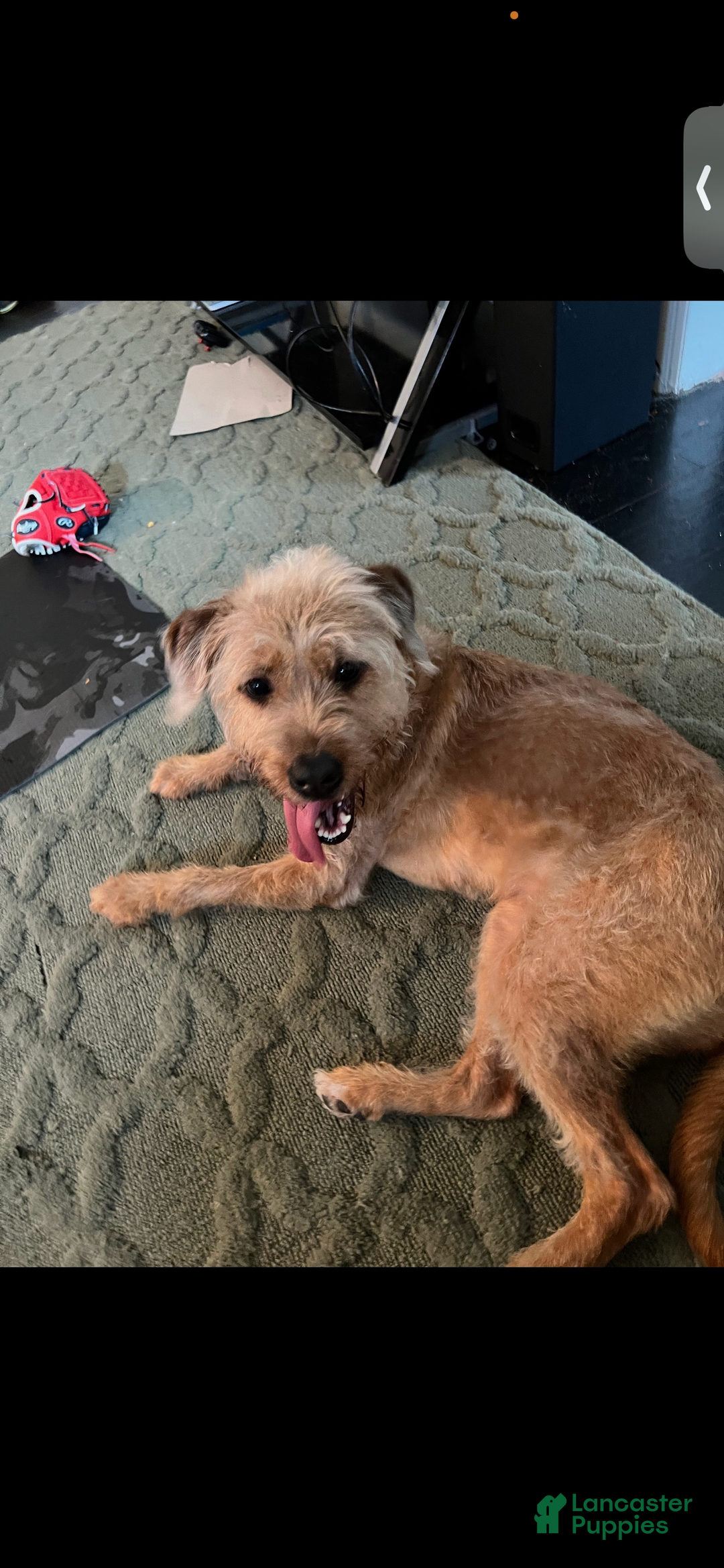 Mixed Breed dogs for sale: Roman - Ad 2