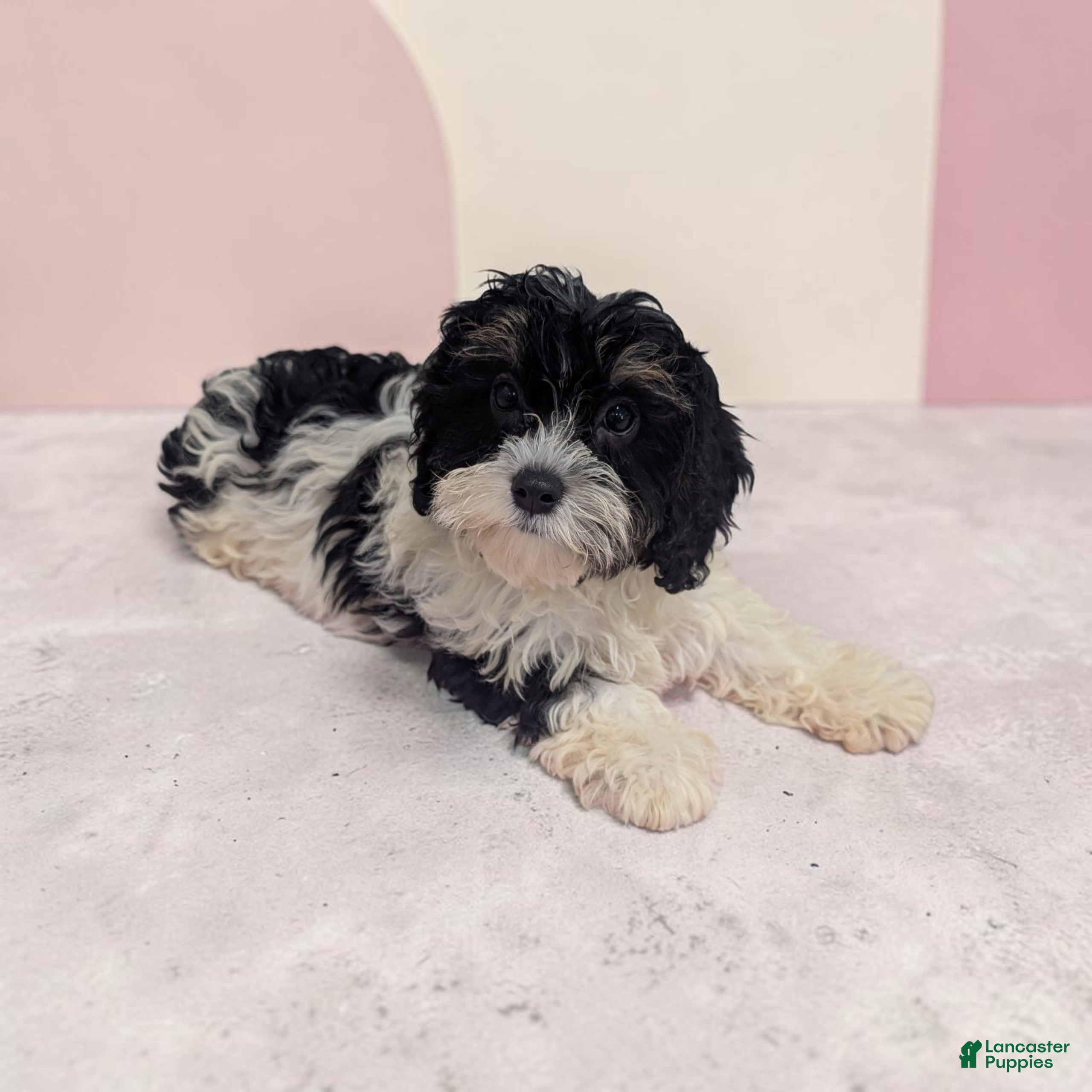 Cavapoo dogs Cherry - Ad 2