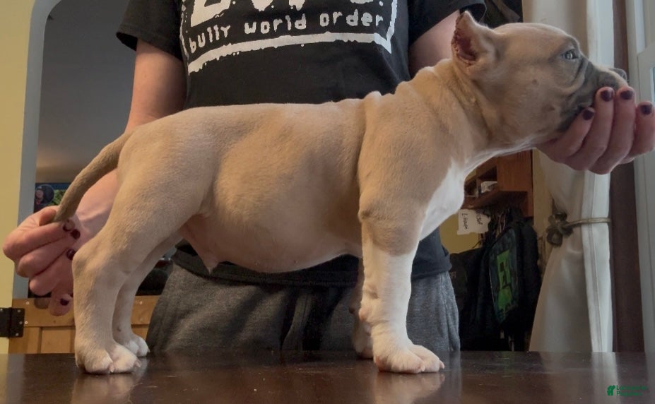 American Bully dogs Fawn Male  - Ad 2