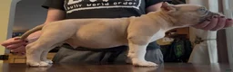 American Bully dogs for sale: Fawn Male  - Ad 2