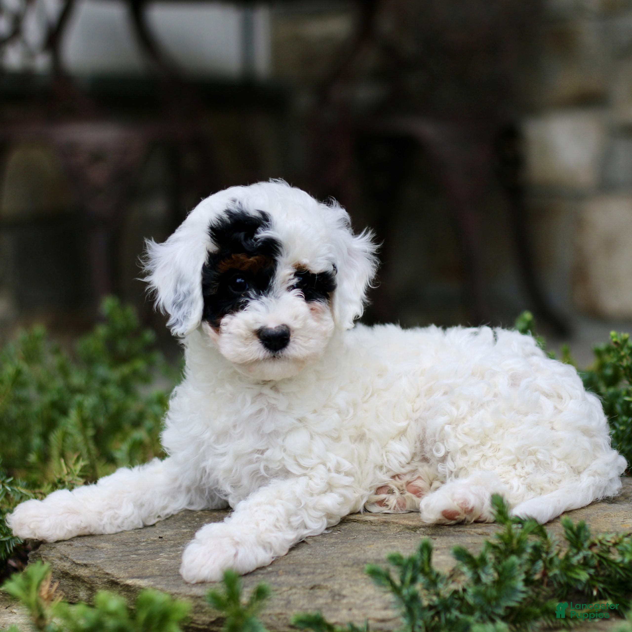 Cavapoo dogs Hibiscus  - Ad 1