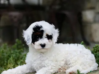 Cavapoo dogs for sale: Hibiscus - Ad 3