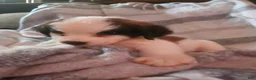 Saint Bernard dogs for sale: Saint Bernard 11 - Ad 2