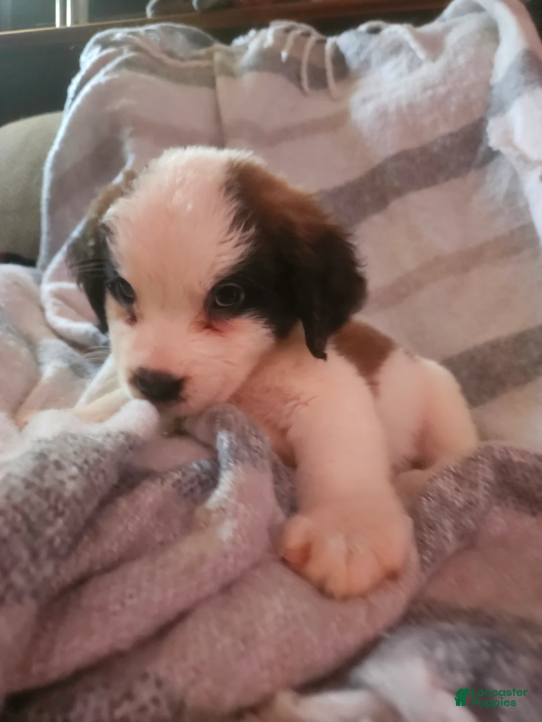 Saint Bernard dogs for sale: Saint Bernard 11 - Ad 2