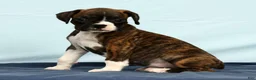 Boxer dogs for sale: Carl - Ad 5