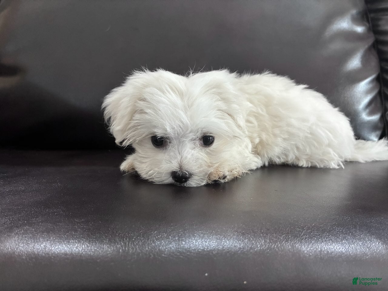 Maltese dogs Lvy - Ad 1