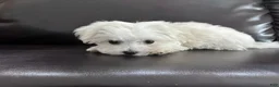 Maltese dogs for sale: Lvy - Ad 1