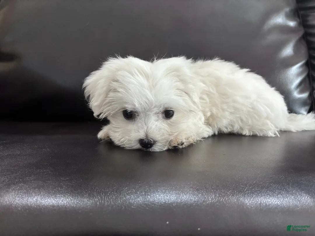 Maltese dogs for sale: Lvy - Ad 1