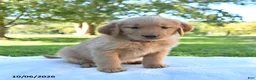 Golden Retriever dogs for sale: Autumn - Ad 4