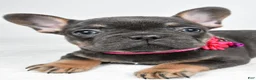 French Bulldog dogs for sale: Tonya - Ad 5