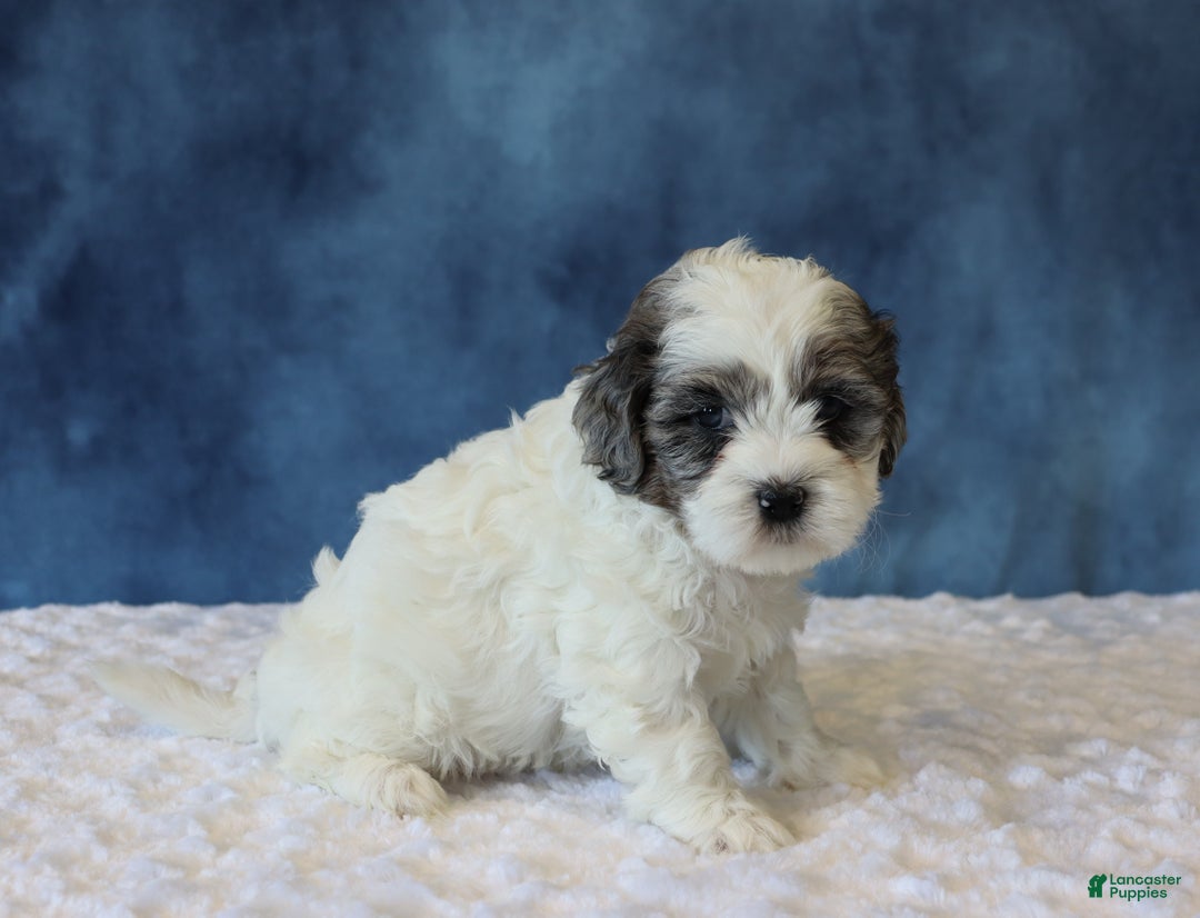 Shihpoo dogs for sale: Polly - Ad 4
