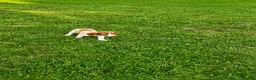 Brittany Spaniel dogs for sale: Jackson - Ad 7
