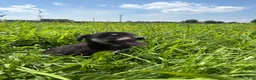 Goberian dogs for sale: Joey - Ad 1