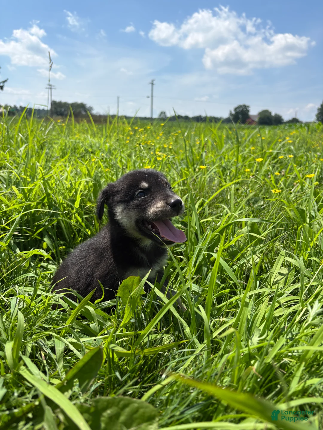 Goberian dogs for sale: Joey - Ad 1