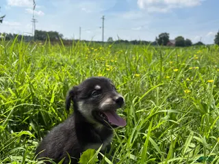 Goberian dogs Joey - Ad 5