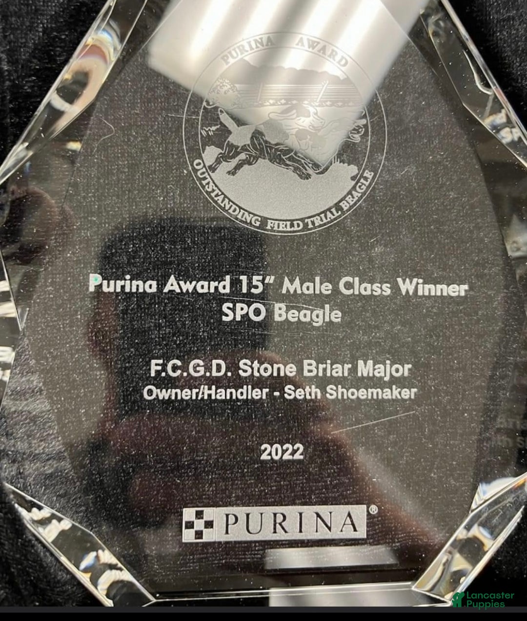 Beagle dogs for sale: Beagle Puppy 3 - Ad 7