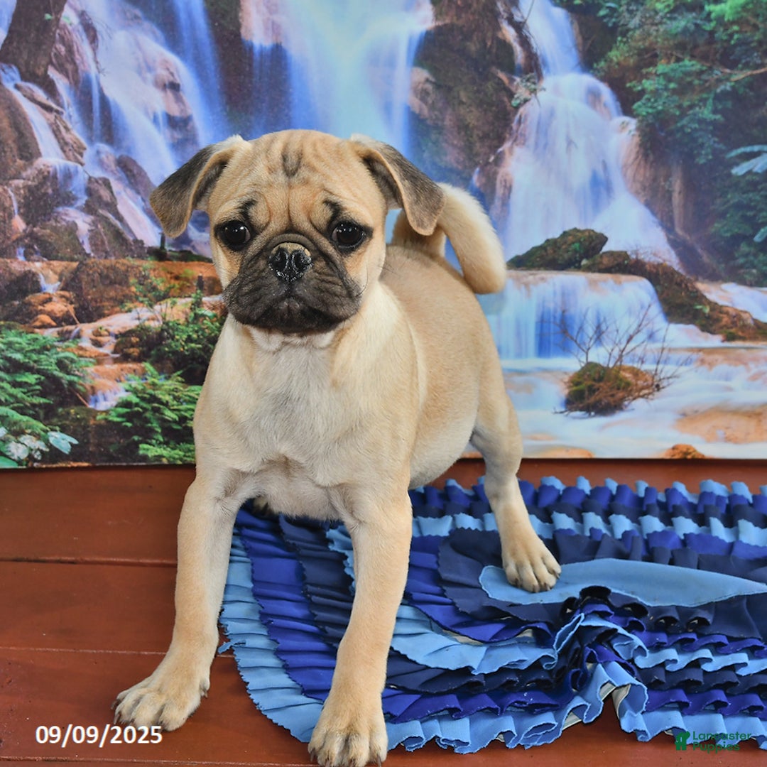 Pug dogs for sale: Sparky - Ad 17