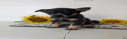 Australian Cattle Dog dogs for sale: Piper  - Ad 6