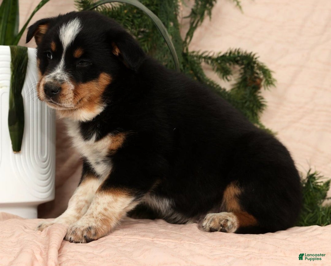 Australian Shepherd dogs for sale: Tucker - Ad 2