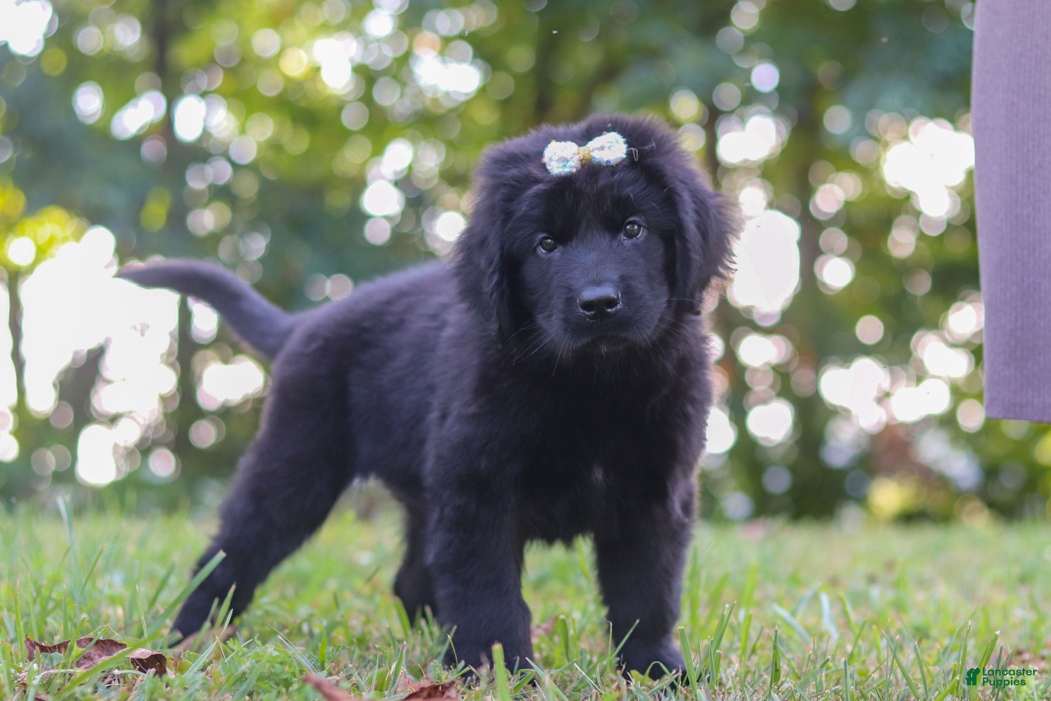 Newfoundland dogs Annie - Ad 1