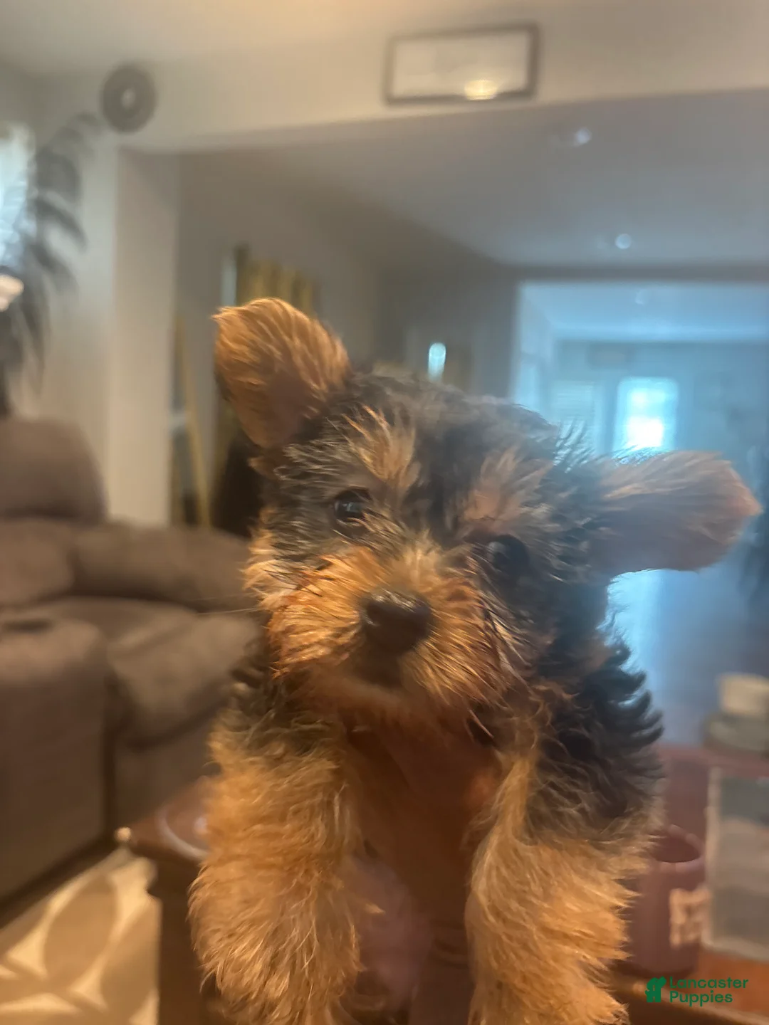 Yorkshire Terrier dogs for sale: Sunny - Ad 2