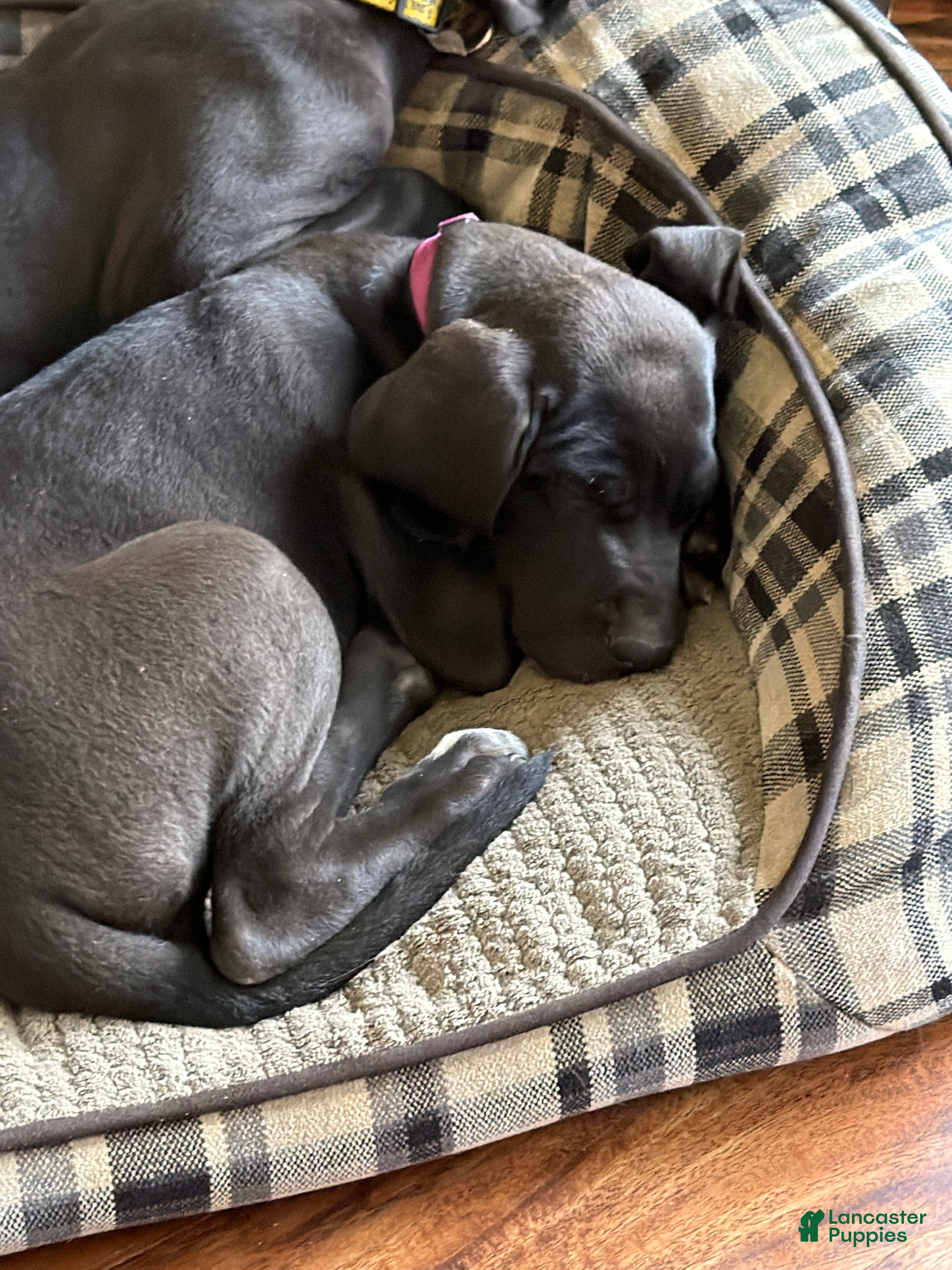 Great Dane dogs for sale: Purple princess  - Ad 10