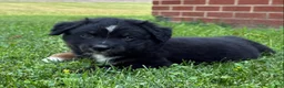 Australian Shepherd dogs for sale: Forest  - Ad 12