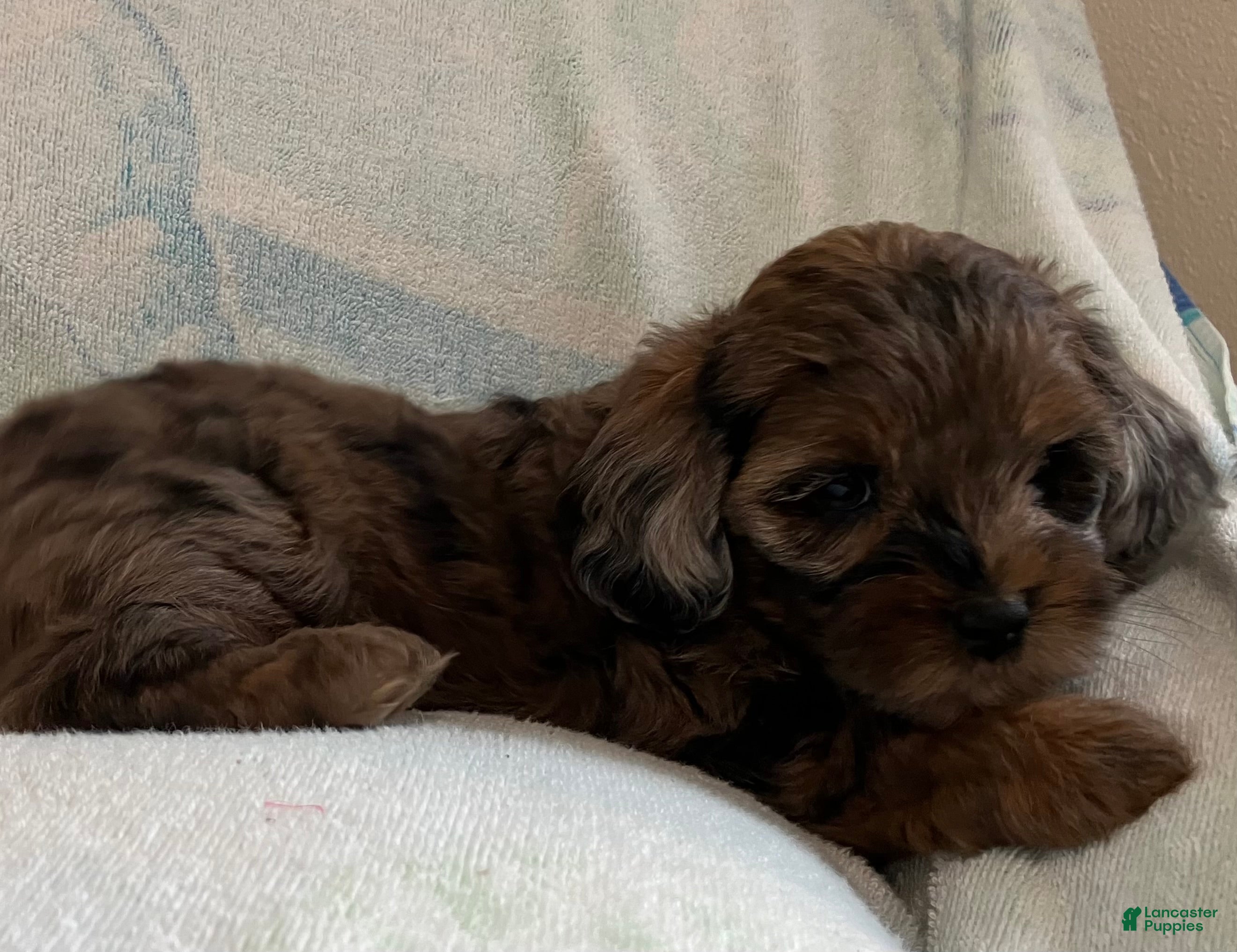 Shihpoo dogs May - Ad 2