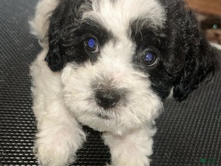 Teddy Bear dogs - Ad 18