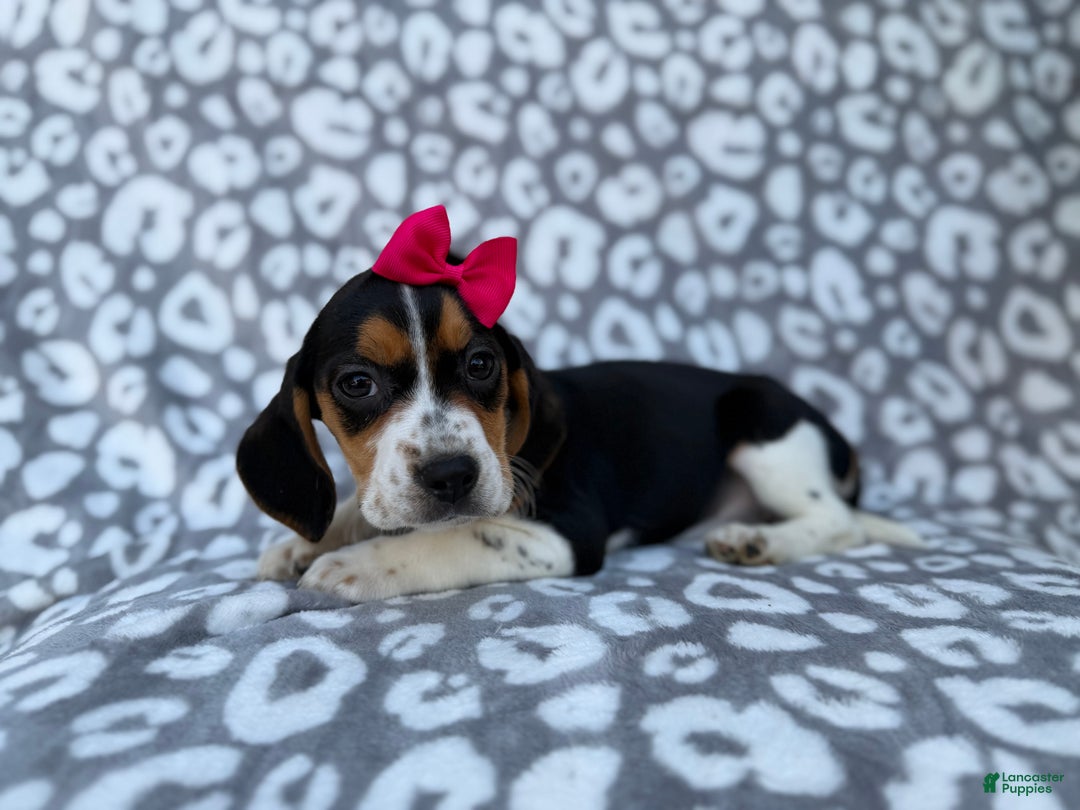 Beagle dogs for sale: Velma - Ad 5