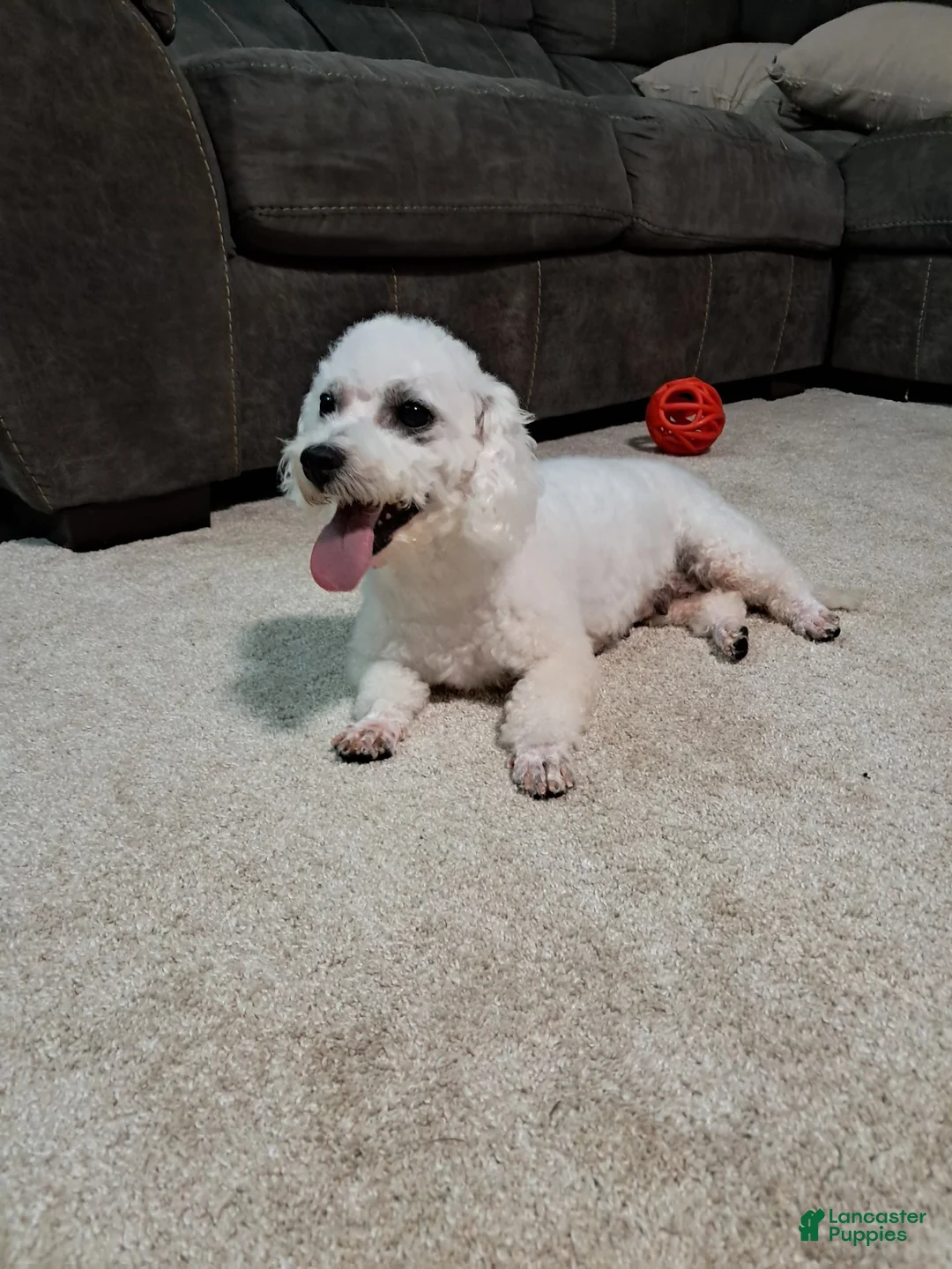 Teddy Bear dogs for sale: fiynn - Ad 9