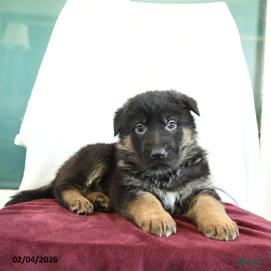 German Shepherd dogs Admiral - Ad 3