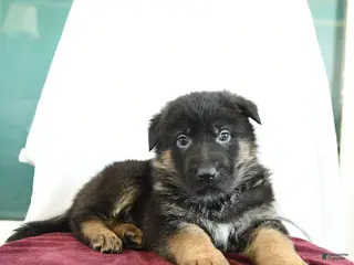 German Shepherd dogs Admiral - Ad 3