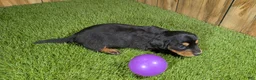 Miniature Dachshund dogs for sale: Darlie Girl 1 - Ad 4
