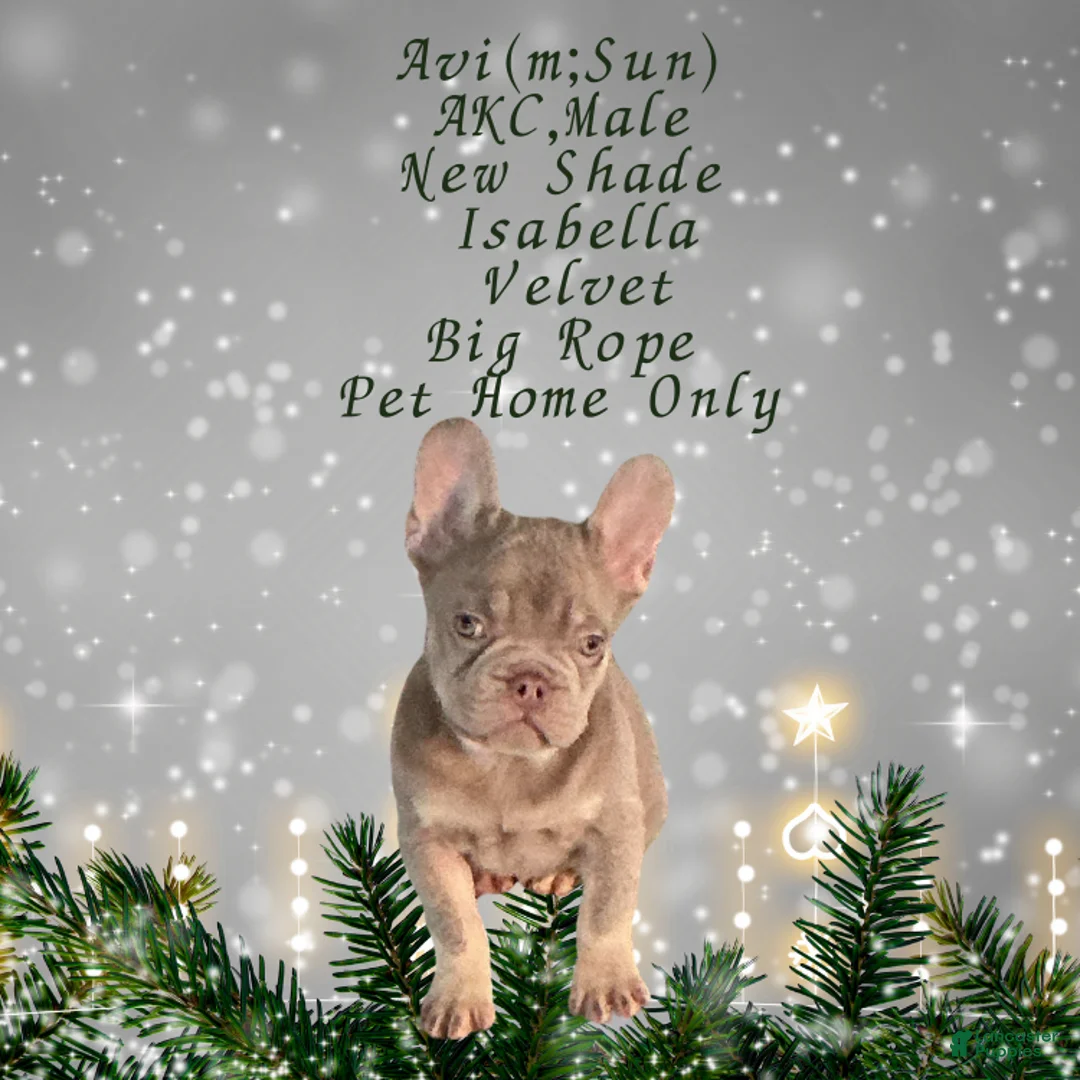 French Bulldog dogs for sale: Avi (mng: Light) - Ad 1