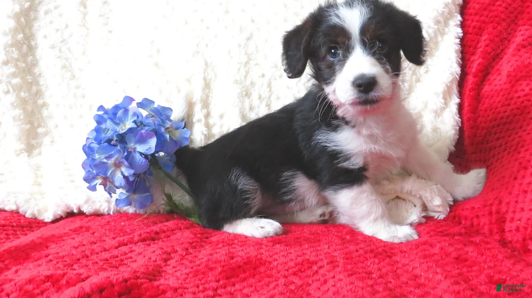 Corgipoo dogs for sale: Corgipoo Puppy 2 - Ad 9