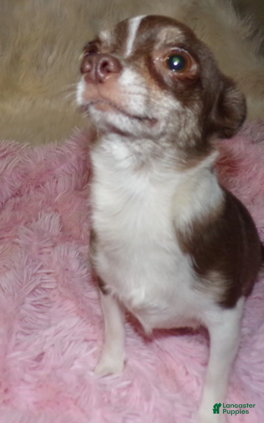 Chihuahua dogs for sale: Chihuahua Puppy 1 - Ad 2