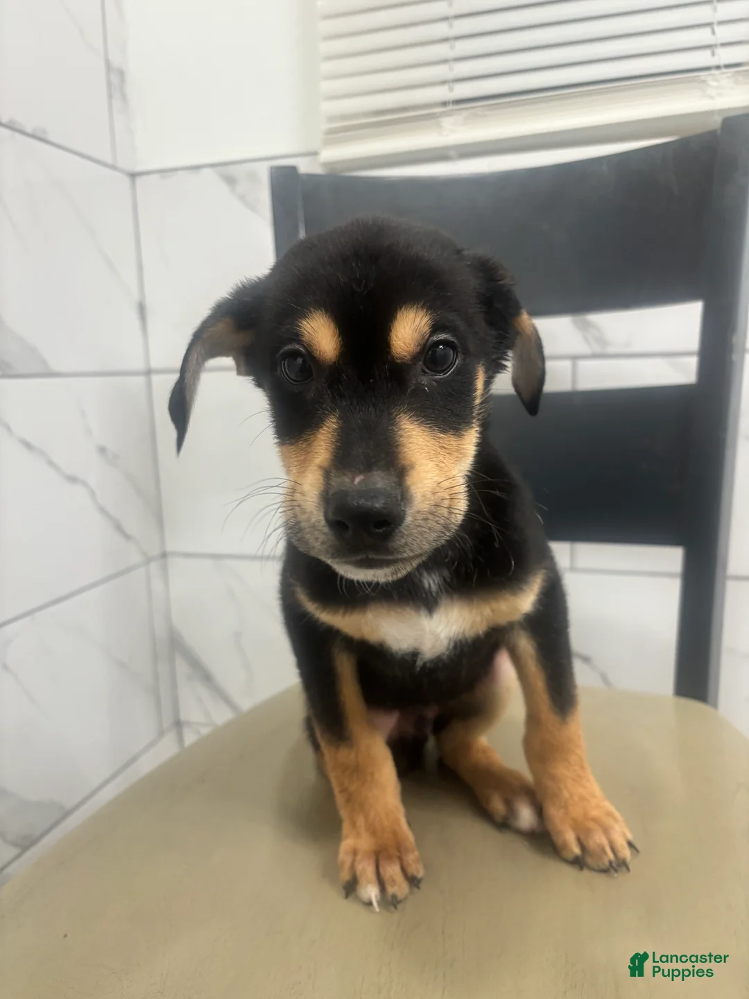 Mixed Breed dogs for sale: Mixed Breed Puppy 4 - Ad 3