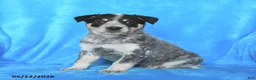 Australian Cattle Dog dogs for sale: Max - Ad 1