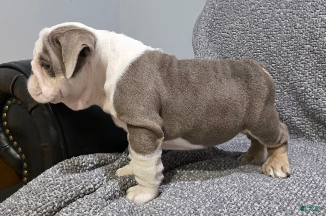 English Bulldog dogs for sale: Brewster - Ad 4