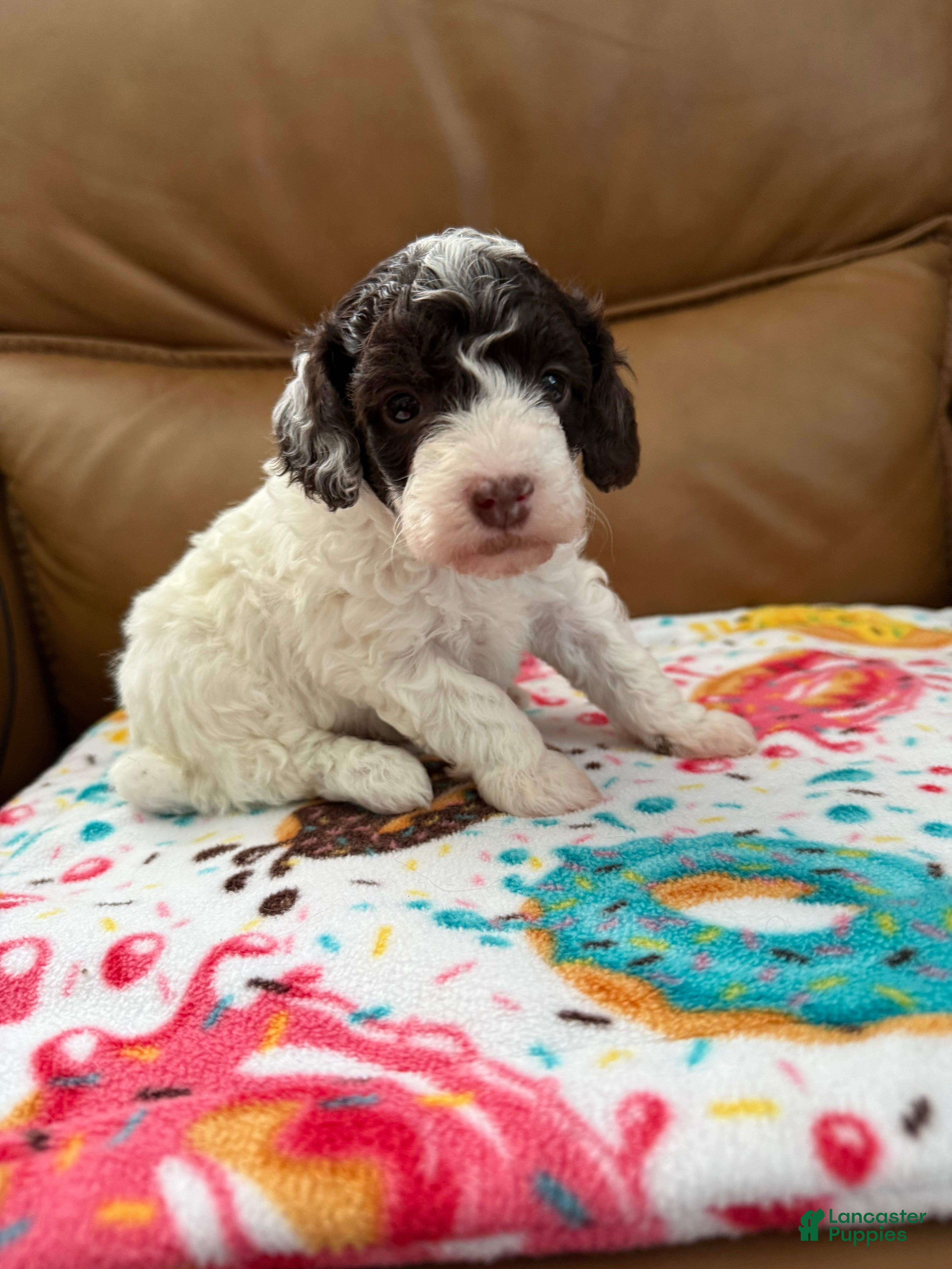 Miniature Poodle dogs ORSON - Ad 1