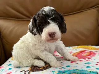 Miniature Poodle dogs for sale: ORSON - Ad 1
